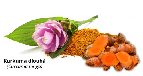 Kurkuma dlouhá - curcuma longa